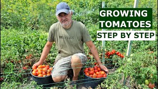 How to Get a Great Harvest of Tomatoes  My Experience