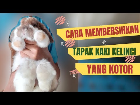 Video: Cara Mencuci Kelinci Hias