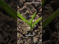 Unified models for water permeability in hydrate-bearing sandy soil  #soil #research #farming #farm