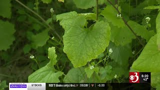 Welch, Hassan collaborate to combat invasive species