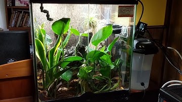 MistKing in crested gecko vivarium