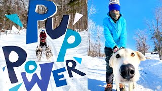 Pup Power! Ride along as these Scouts give dog-sledding a go
