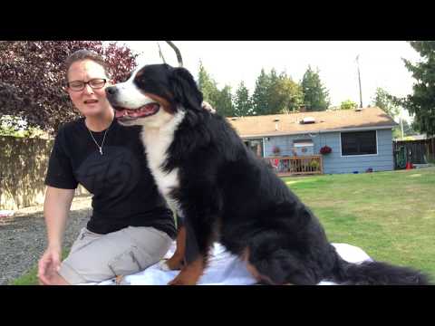 Video: Forbedre Bernese Mountain Dogs Skin & Coat With This One Simple Hack