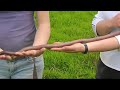 World's biggest earthworm / duniya ka sabse bada earthworm / #All About Facts