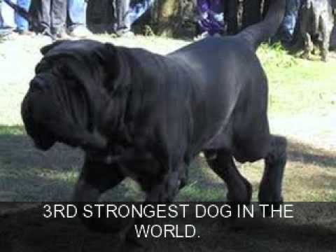 strongest dogs