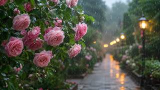 Rainy Rose Path at Twilight 🌸 Cozy Garden Ambience for Deep Sleep |  Rainyflowers