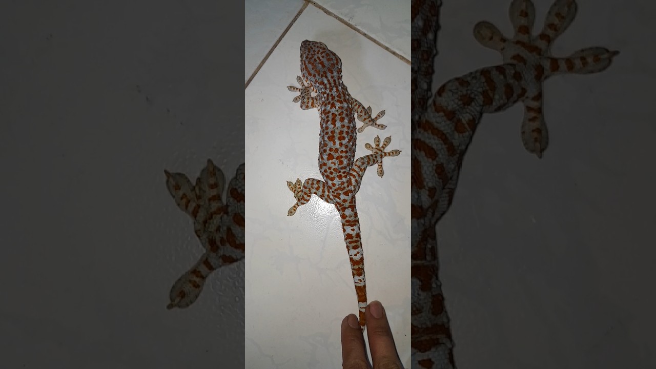 con tắc kè gecko tv  tắc kè mào đẹp tuyệt vời 