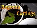 Begonia Propagation | How to Root Cuttings of Begonia and Grow them Through the Winter