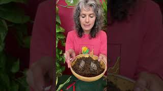Plant Session 6  Propagating Tropical Plants