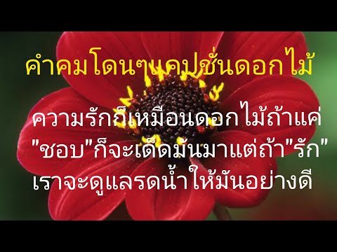 @ขอสักคม Ep.132#คำคมโดนๆ #แคปชั่นดอกไม้🏵🏵/by สมพร