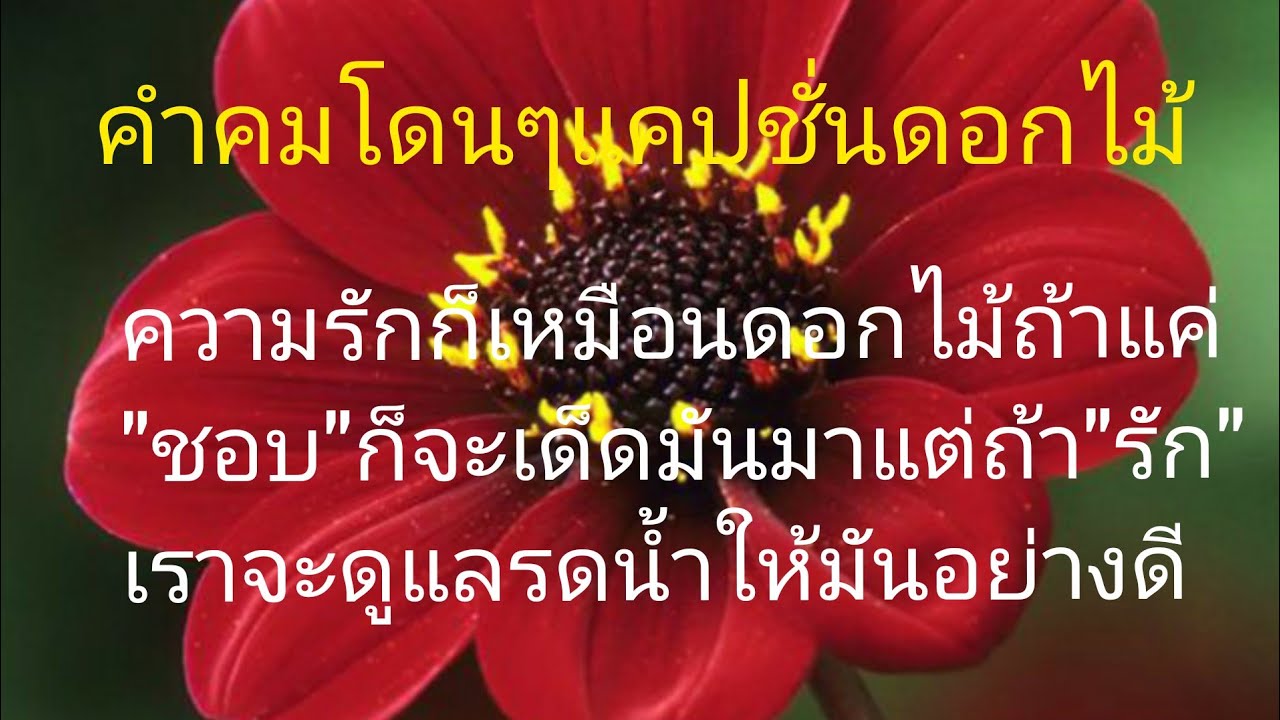 @ขอสักคม Ep.132#คำคมโดนๆ #แคปชั่นดอกไม้🏵🏵/by สมพร