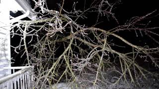 Fallen Tree During Ice Storm 2022