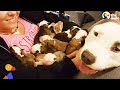 Pit Bull Dog Mom Brings Puppies To Foster Mom PUPPY ADOPTION UPDATE | The Dodo