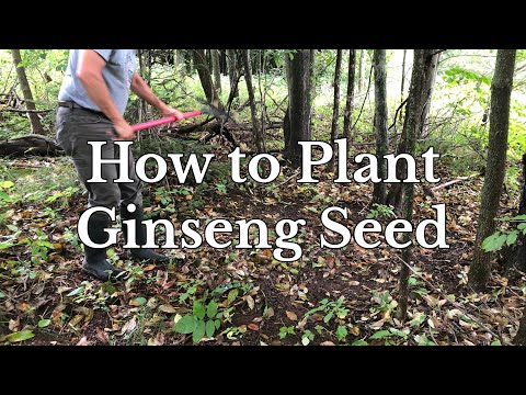 Video: Ginseng Seed Sowing Guide: Kawm Yuav Cog Ginseng Seeds