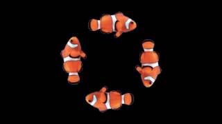 Real Clownfish based on Nemo | HOLHO 3D Hologram 4faces pyramid