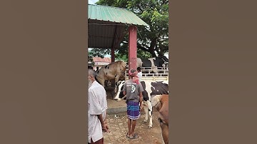cow unloading, cow video, cow videos, big cow, goru hamba cow #cow