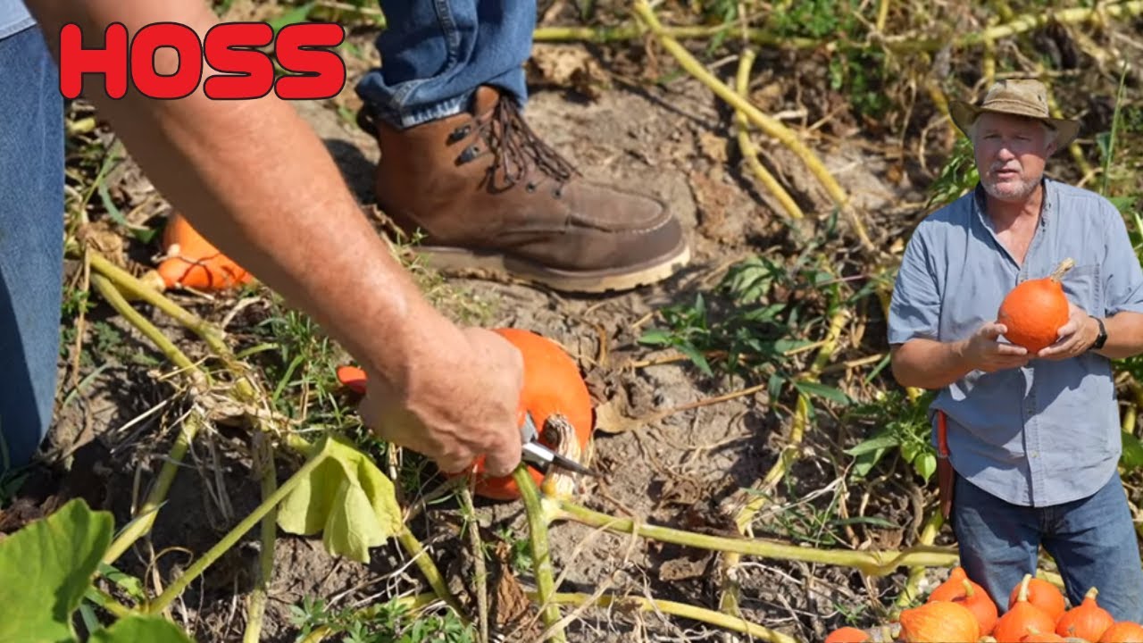 Hard Squash/Winter Squash | Why should I?