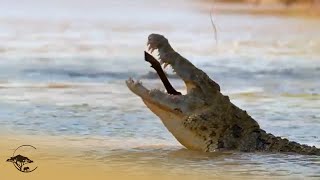 Crocodiles Ambush Wildebeest During Migration