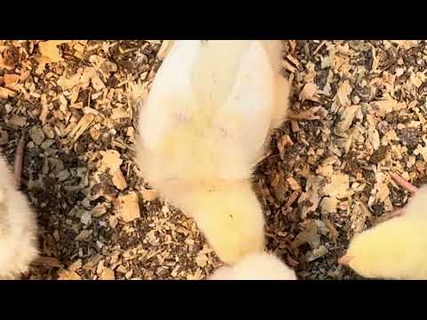 Baby Chicks at Rural King - 1/9/26