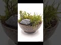 僕のコケテラリウム#総集編1 回る右