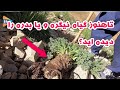 تاهنوز گیاه نیگره و یا بدره را دیده اید تاهنوز گیاه نیگره و یا بدره را دیده اید