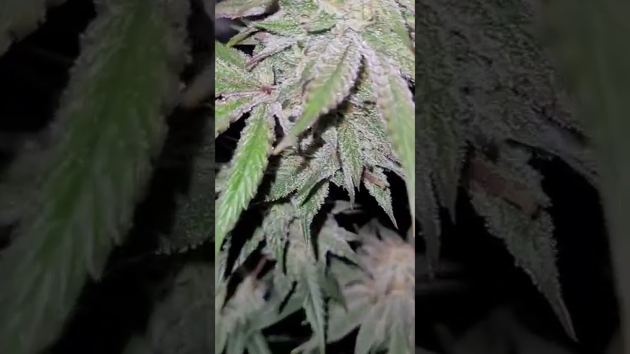 ethos genetics, ILGM genetics