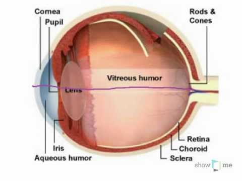 Learn about how the eye works