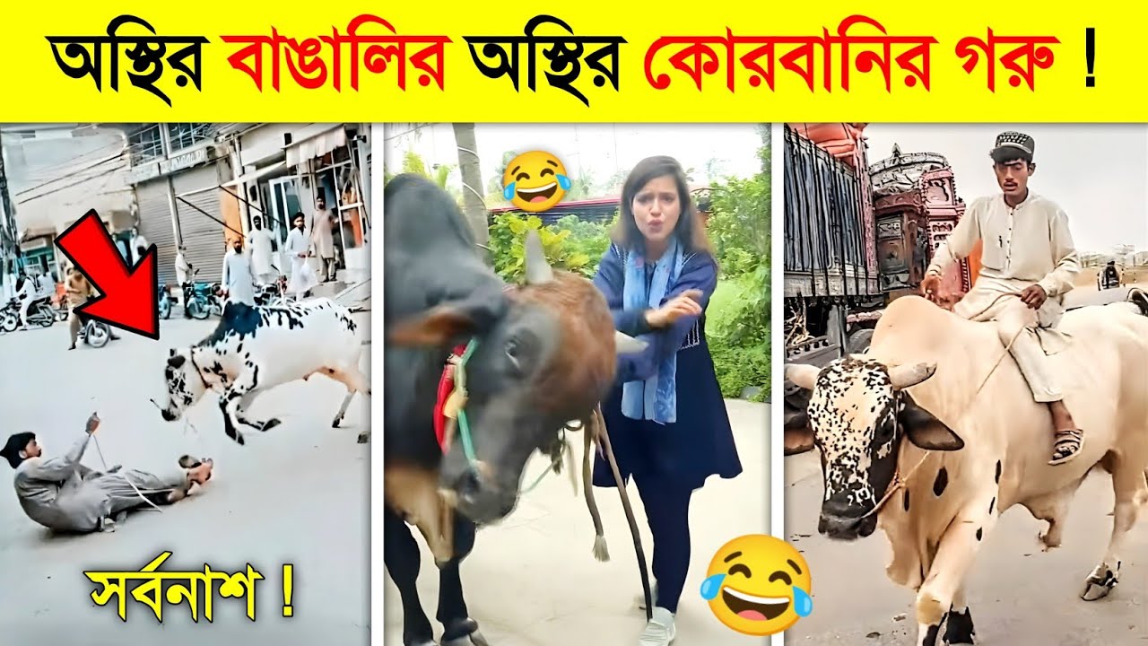 কোরবানি ঈদের অস্থির কোরবানির গরু..🤣 || Qurbani Eid Funny Videos 2025 || Osthir bangali Qurbanir Garu