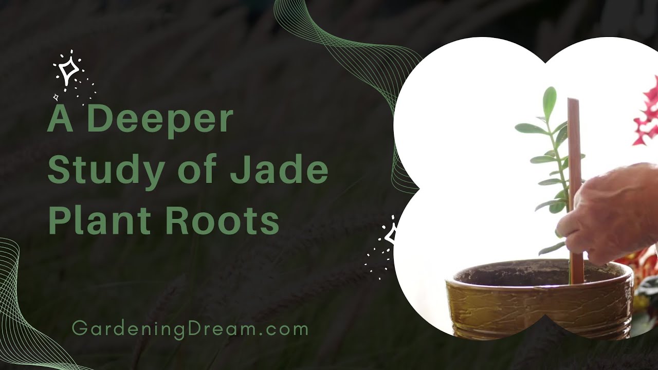 A Deeper Study of Jade Plant Roots YouTube