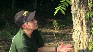 Timber Quality in the Woods | Indiana DNR