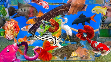 Tổng hợp các video cá cảnh đẹp, động vật dễ thương, cá sấu hỏa tiễn, cá koi, bạch tuộc, cua hoàng đế