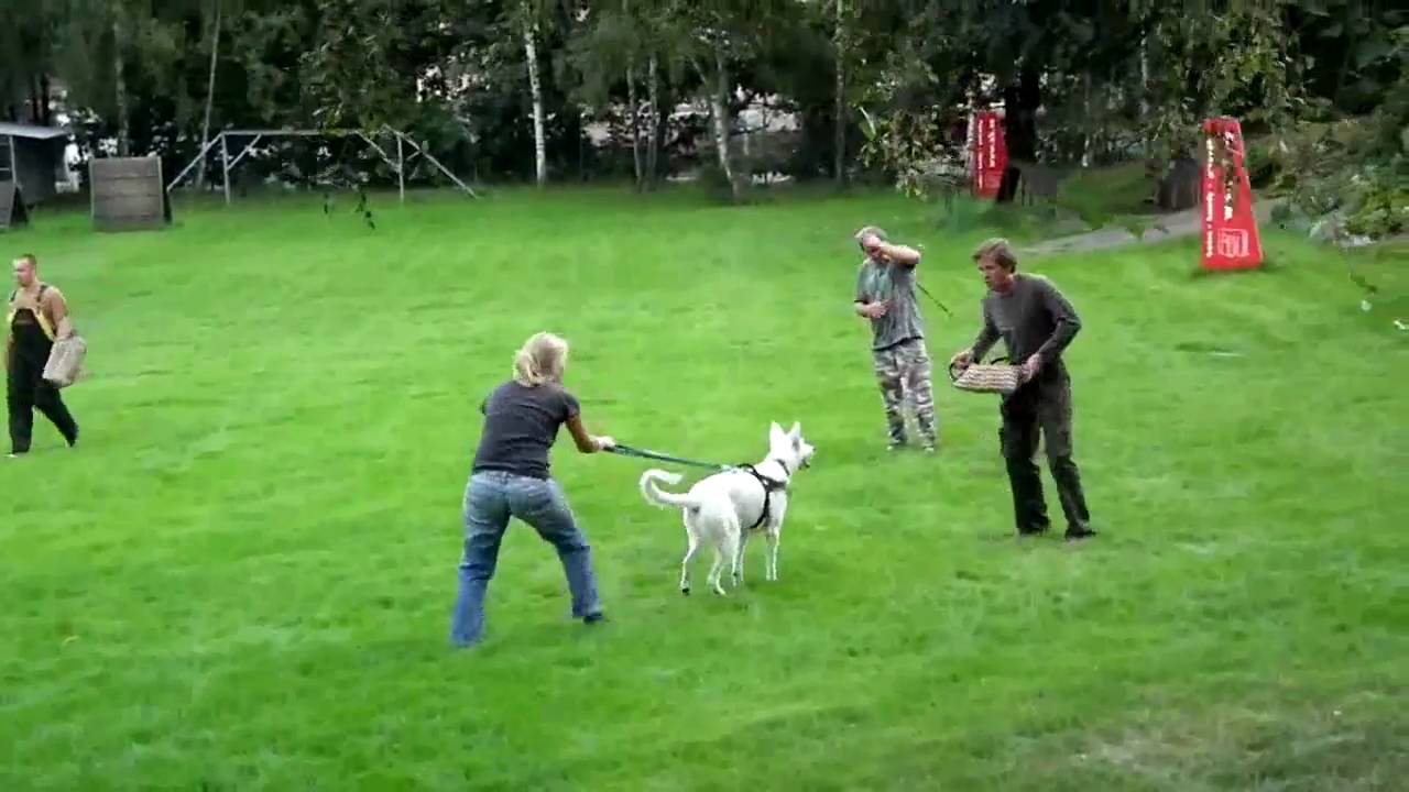 Bílý švýcarský ovčák, nácvik obran