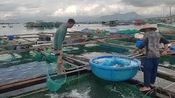 Cách trị bệnh ký sinh trùng trên cá biển @krishnguyen8542 #kythuatnuoicabien