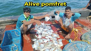 जिवंत पापलेटची मासेमारी🐟.alive pomfret fishing. mumbai indian fishing ⛵
