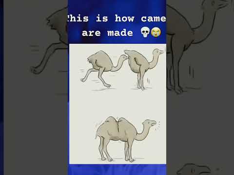 Camel Newartist Clips