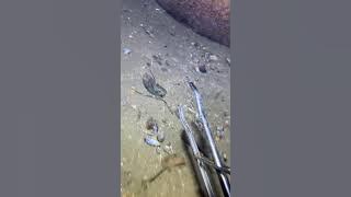 LIVE🔴-I catching seafood on the seafloor. Look what I caught.-Z920-2#fishing #ocean #deepsea #beach