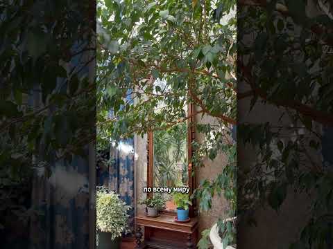 Где лучший вид на Невский проспект? #reels #shorts #невский #невскийпроспект #лучшийвид #лучший #спб