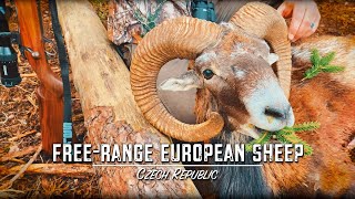 Free Range Mouflon Sheep Hunt in the Czech Republic