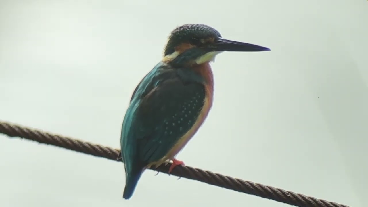 善福寺公園 カワセミ - YouTube