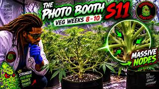The Photo Booth Season 11 | Massive Nodes | Veg Weeks 8 - 10