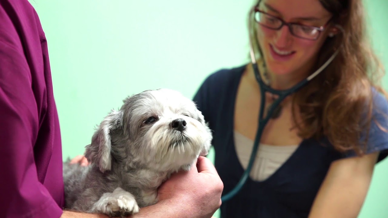 Animal Clinic of North Topeka Short Topeka, KS YouTube