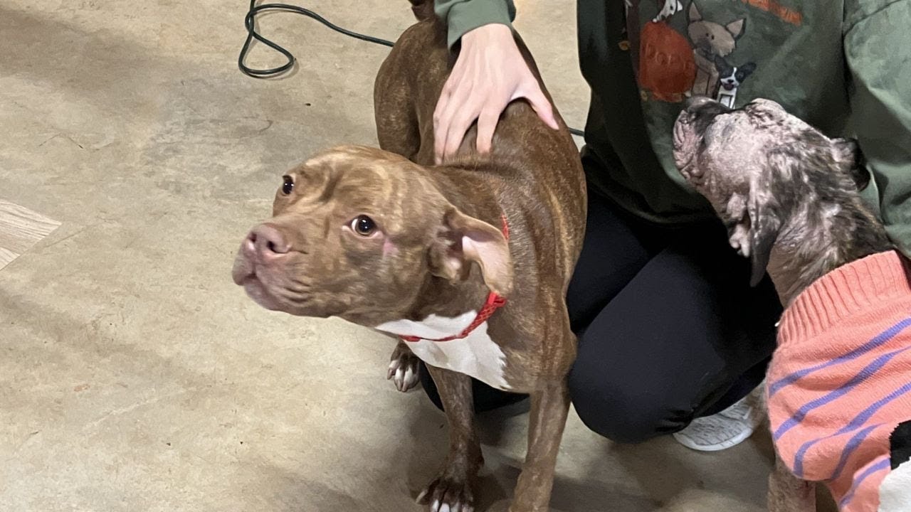 Cobb County rescue working to help dog injured after being hit by car ...