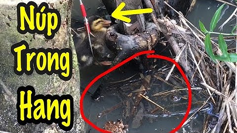 Câu cá lóc bằng vịt con cận cảnh và cú kéo lưỡi quá đỉnh