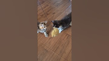 Cute Cats, Funny Cats, Cuteness #cuteness #cat #youtubeshorts #shots #funny