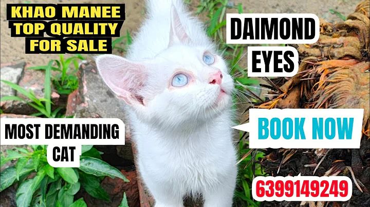 Video 9688681: persiancat cat pets, eyes cat persiancat, persian cat baby, exotic pets cat, manee cat, rare cat