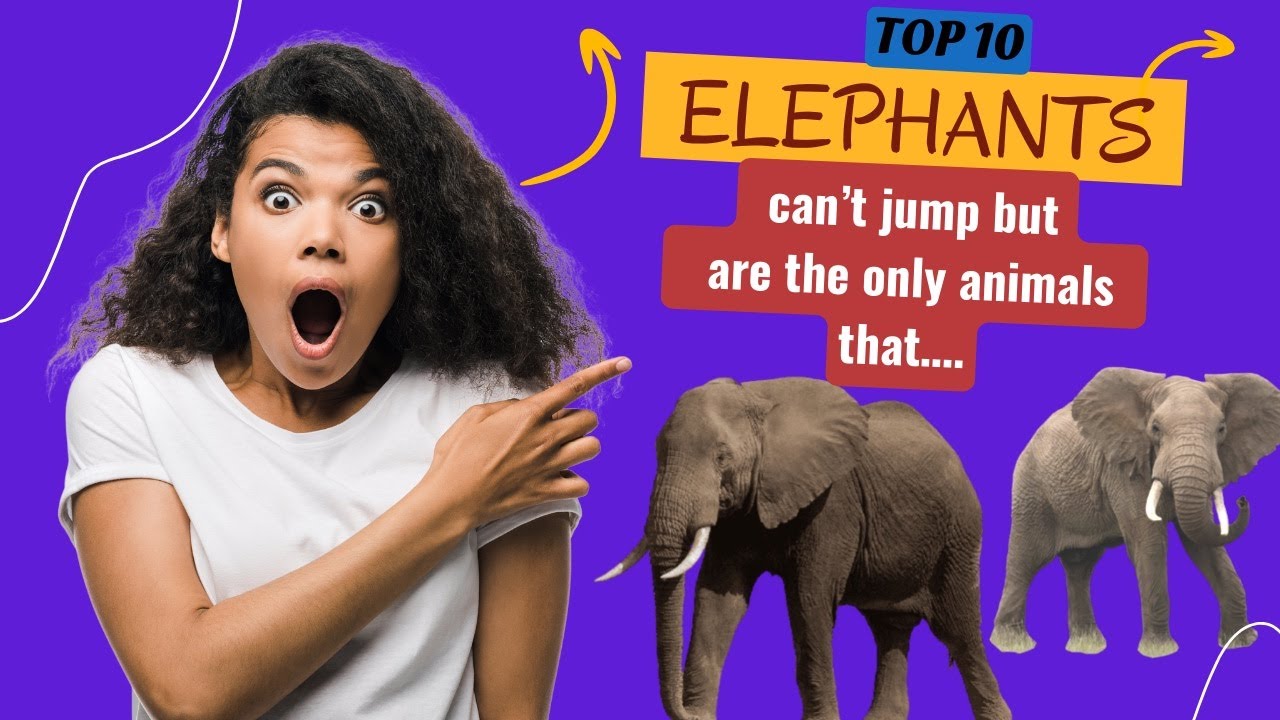 Elephants The True Kings of the Jungle Why Are Elephants So