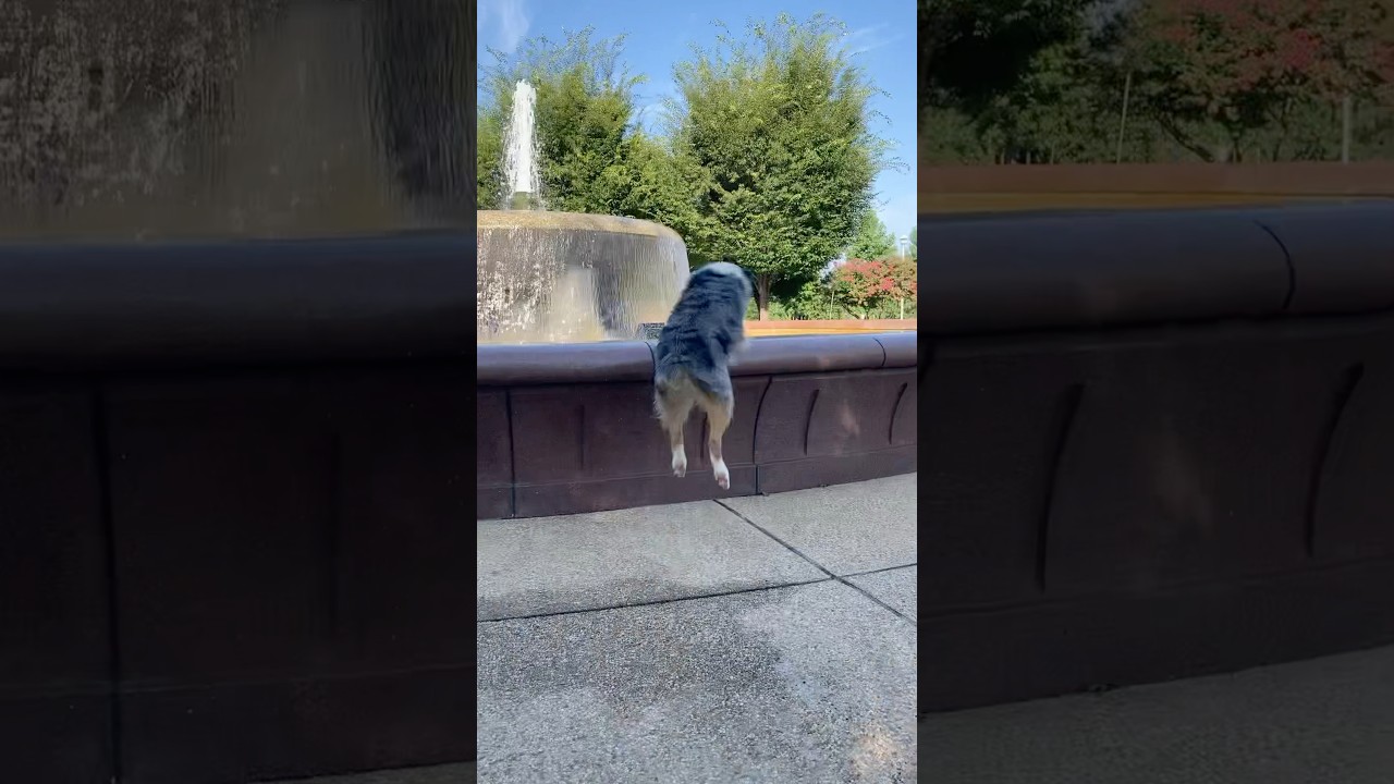 Incredible Dog Plays Fetch 