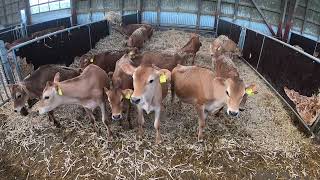 Farming With Me, Automatic cleaning system, Small Calf, feed,  Hay