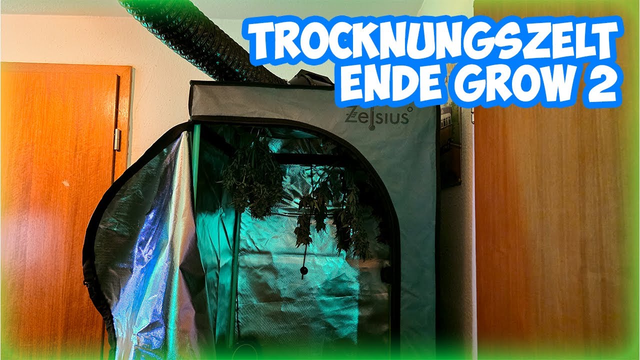 Ende von Grow 2 und NEUES Trocknungszelt an Tag 55 - GROW 02