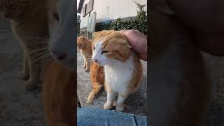 指を噛む茶トラ猫 #Shorts